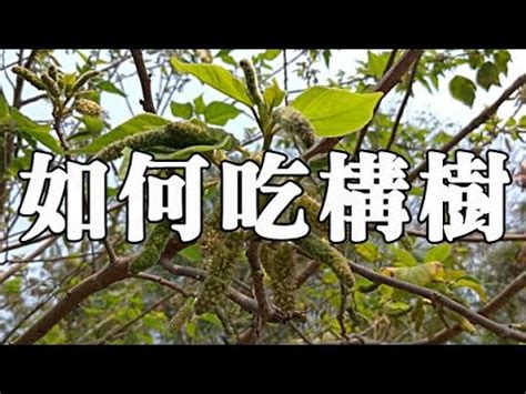 構樹功效|構樹的功效與作用